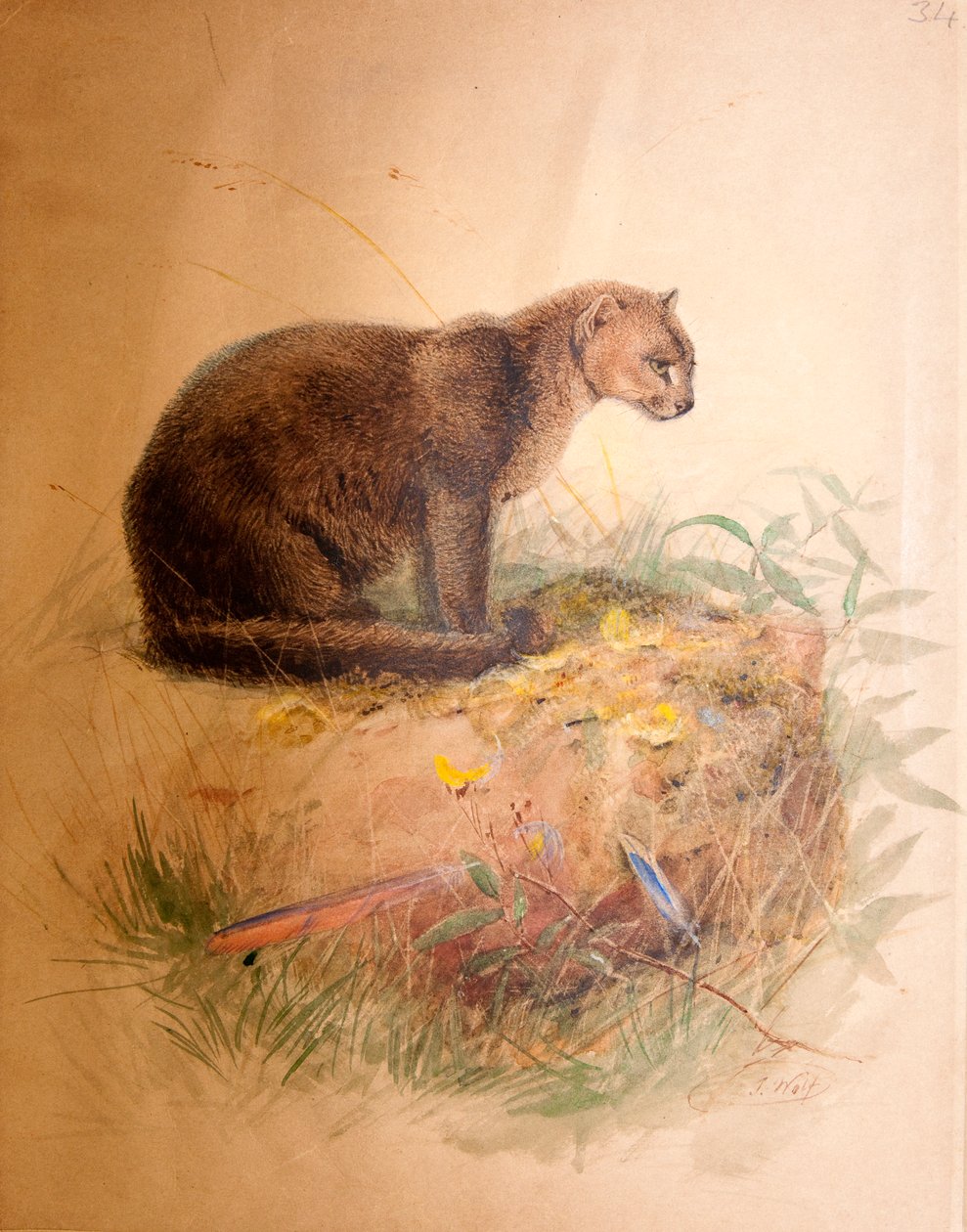 Yaguarundi Cat, 1851-69 by Joseph Wolf