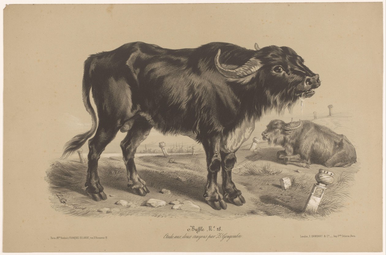 Buffalo (Animal Studies in Two Types of Chalk) by Joseph Zephyris Gengembre