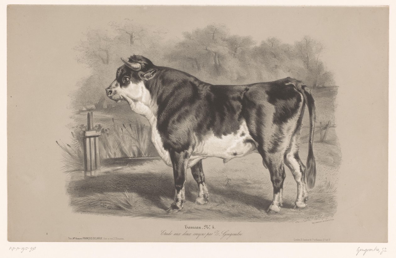 Bull in a meadow (series title: Animal studies in two types of chalk) by Joseph Zephyris Gengembre