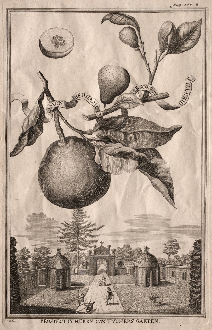 Nurnbergische Hesperides: Limon bergamotto personzin gientile by Joseph de Montalegre