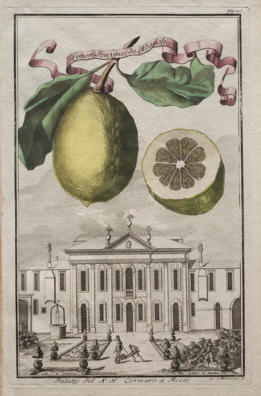Nurnbergische Hesperides: No125 - Limon Ponzino da Neapoli. Palazzo del N. H. Cornaro à Fiesso by Joseph de Montalegre