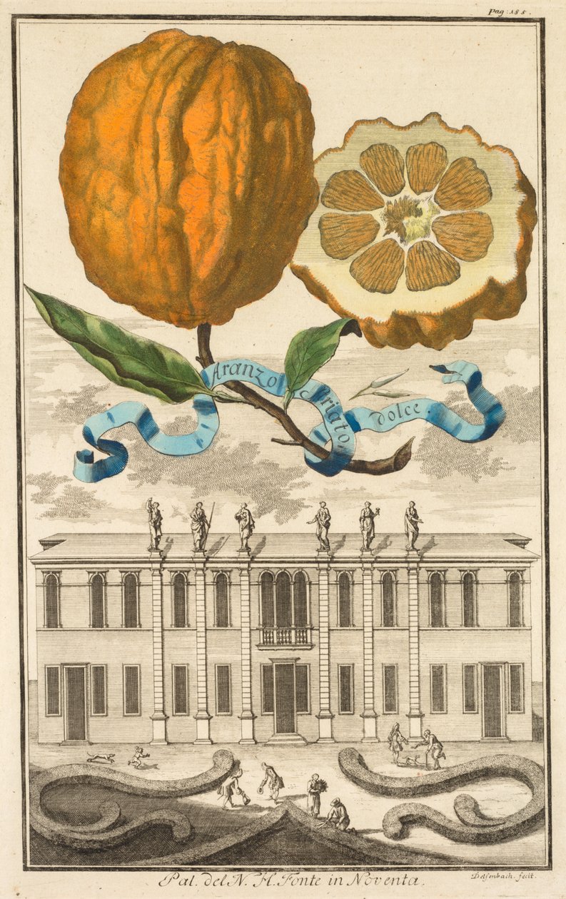 Nurnbergische Hesperides: No. 185 - Aranzo Striato dolce. Palazzo del N. H. Fonte in Noventa by Joseph de Montalegre