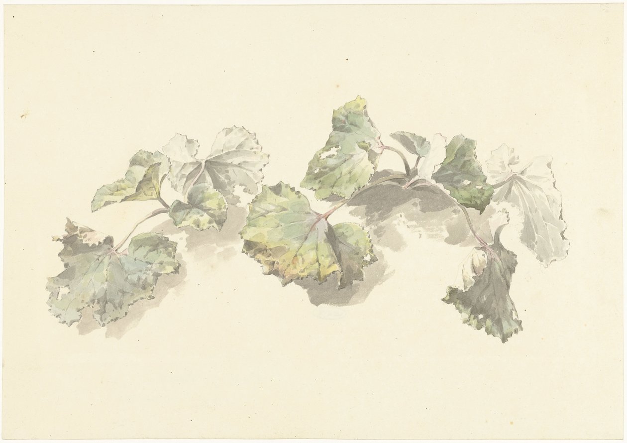 Study of Leaves by Josephus Augustus Knip