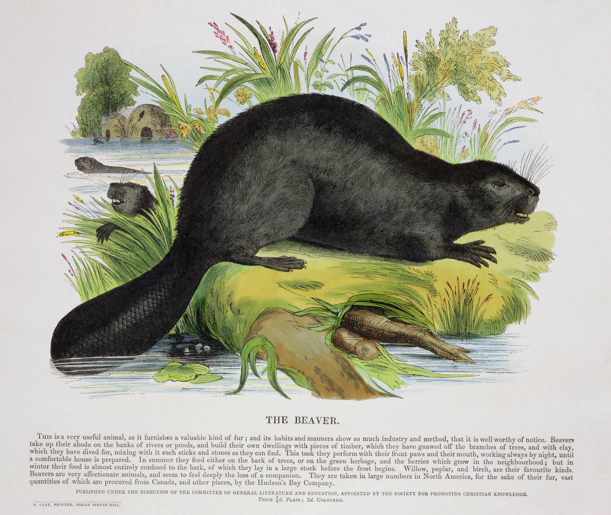 The Beaver, educational illustration published by the Society for Promoting Christian Knowledge, 1843 by Josiah Wood Whymper