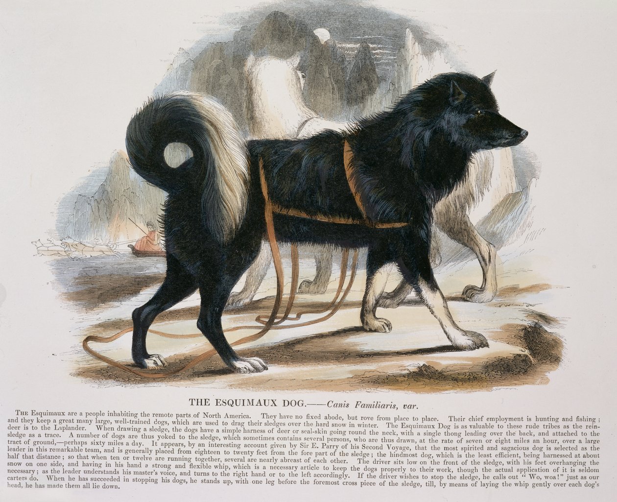 The Esquimaux Dog (Canis familiaris) educational illustration published by the Society for Promoting Christian Knowledge, 1843 by Josiah Wood Whymper