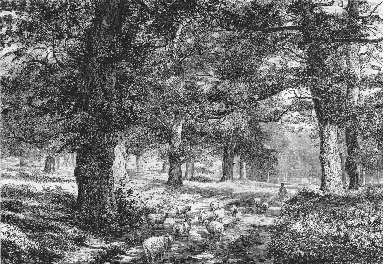 In Sherwood Forest, c1875 by Josiah Wood Whymper