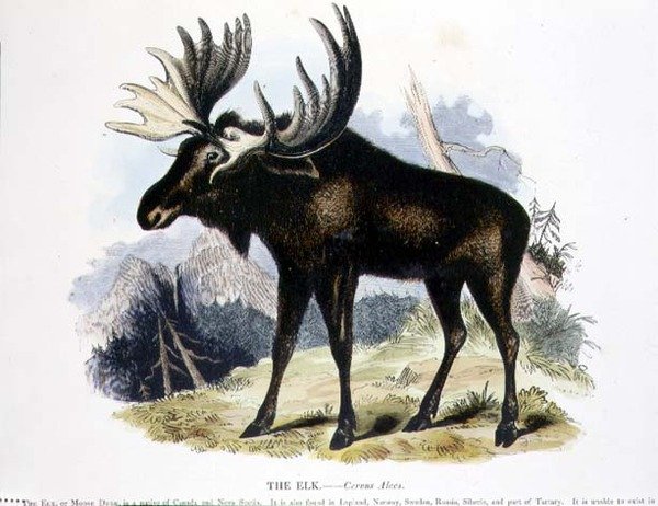 The Elk (Cervus alces) educational illustration by Josiah Wood Whymper