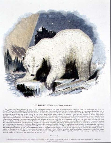 The White Bear (Ursus maritimus) educational illustration by Josiah Wood Whymper