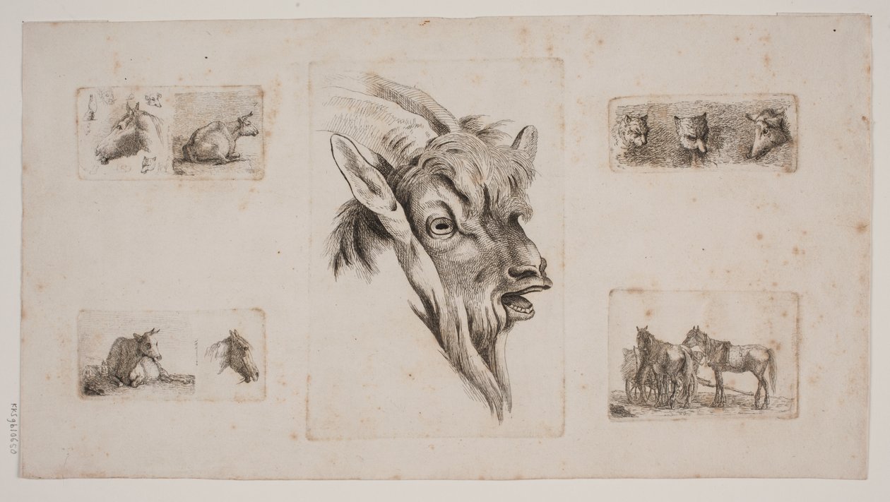 Horses, Cows, Cats, and a Goat