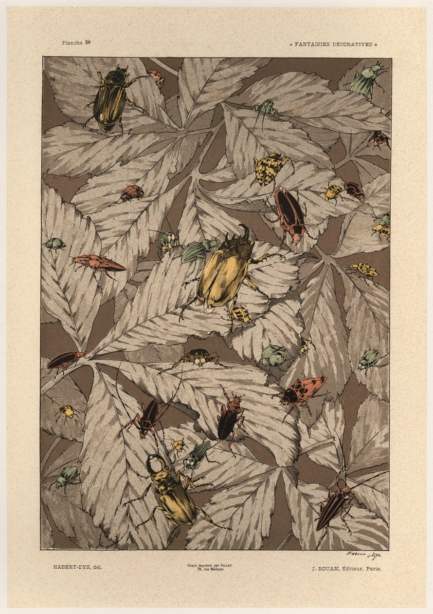 Beetles (plate 38 from 