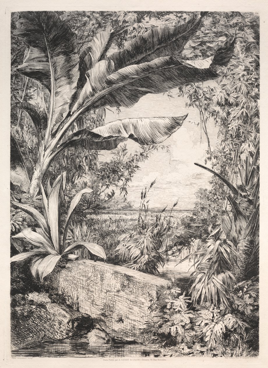 Plants of the Greenhouse by Jules Jacquemart