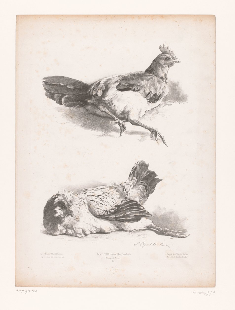 Study of Two Lying Chickens (Animal Studies) (Petites études d