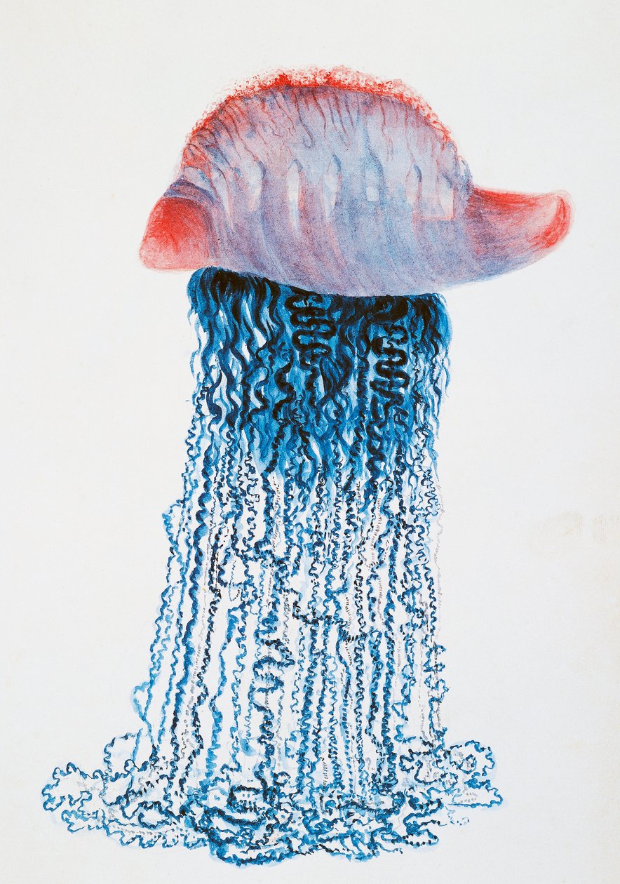 Medusa (Physalis pelagic), Brazil, from Duperrey