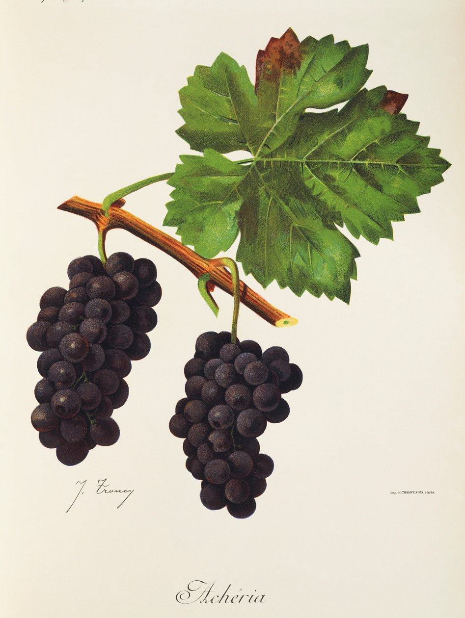 Acheria Grape by Jules Troncy