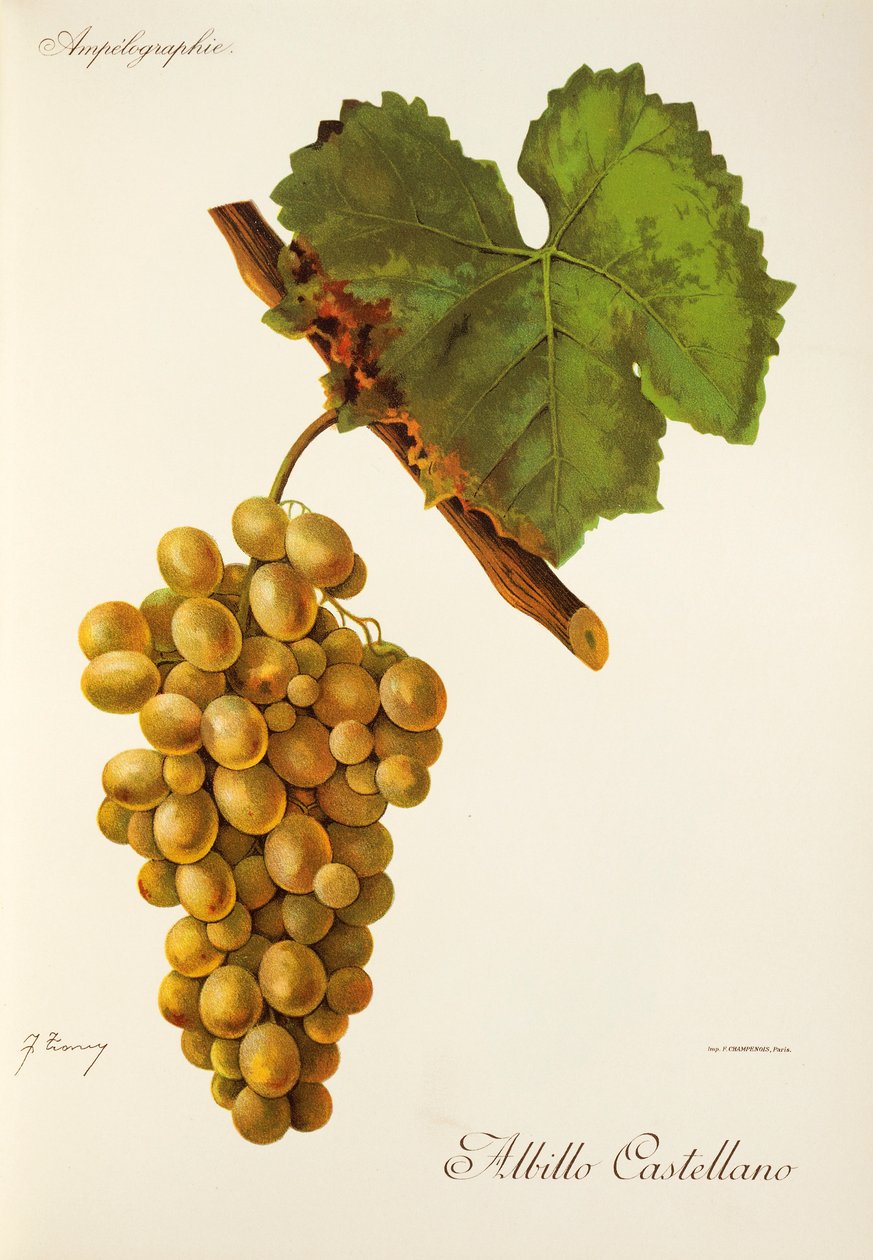 Albillo Castellano Grape by Jules Troncy