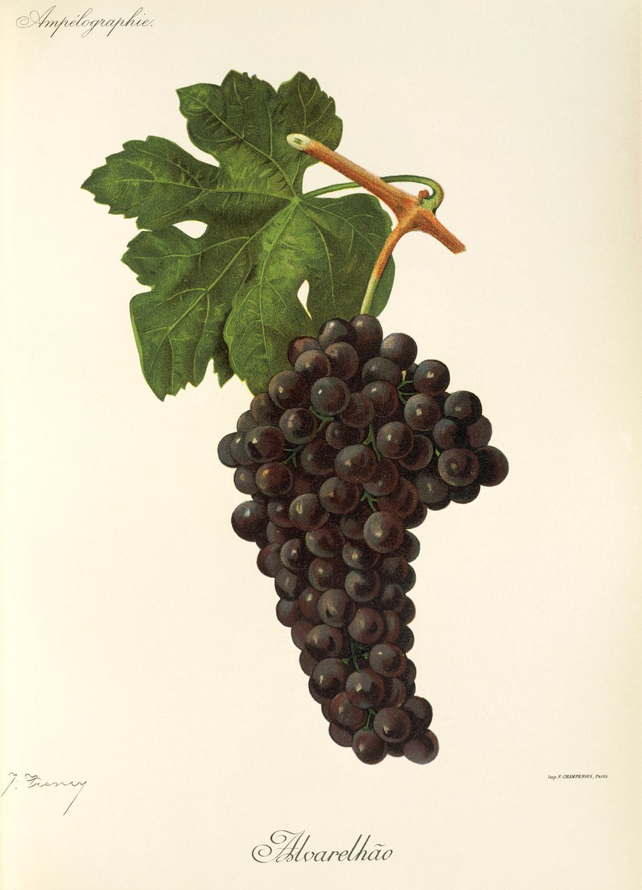 Alvarelhao Grape by Jules Troncy