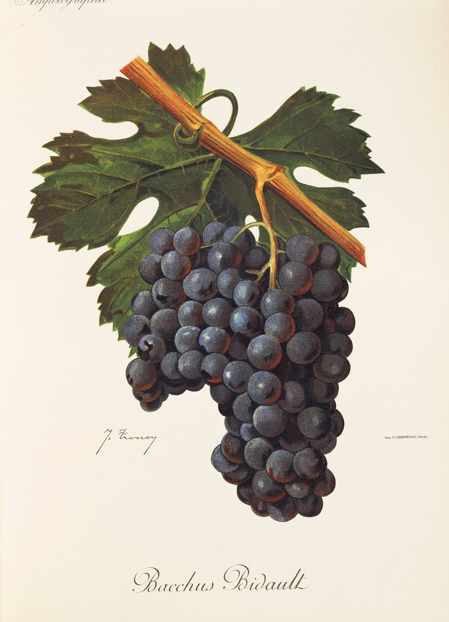 Bacchus Bidault Grape by Jules Troncy