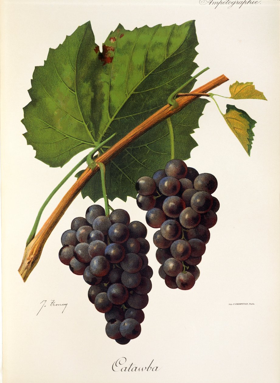 Catawba grape by Jules Troncy