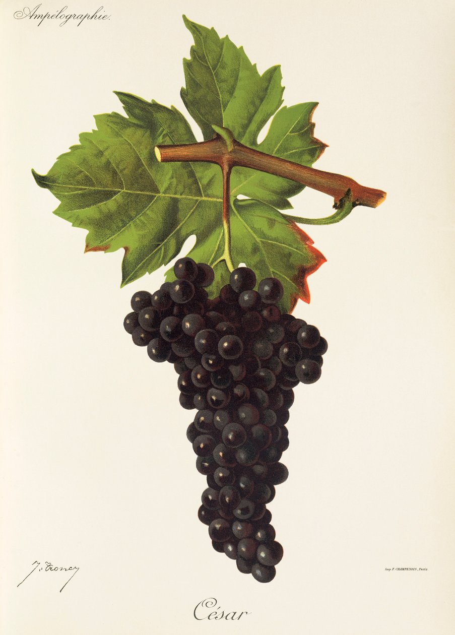 Cesar Grape by Jules Troncy