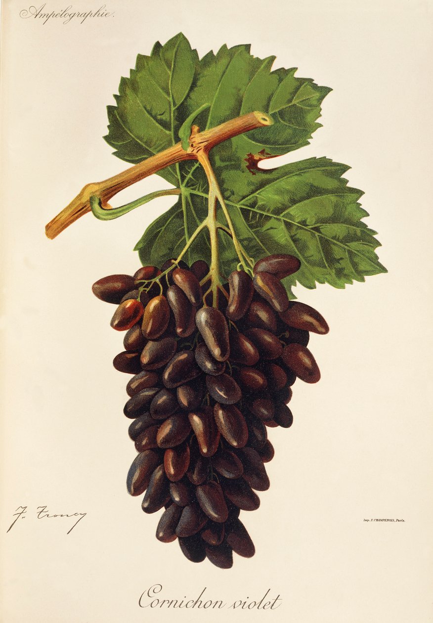 Cornichon Violet grape by Jules Troncy