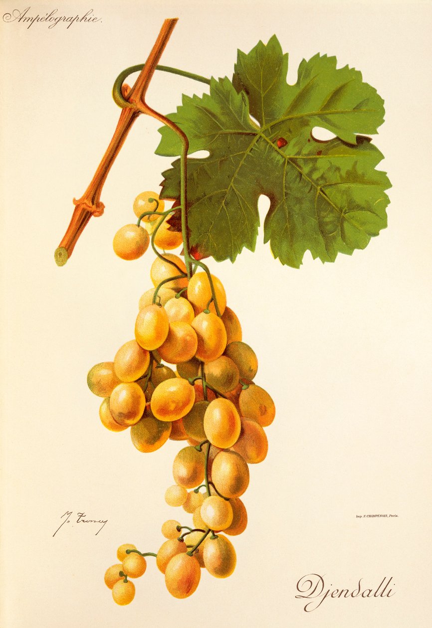 Djendalli grape by Jules Troncy