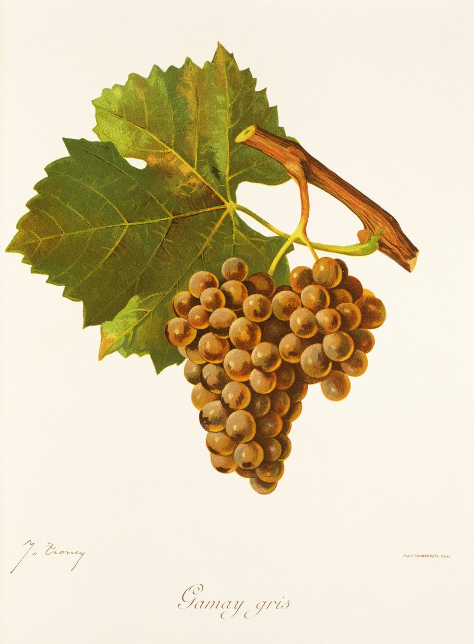 Gamay Gris Grape by Jules Troncy