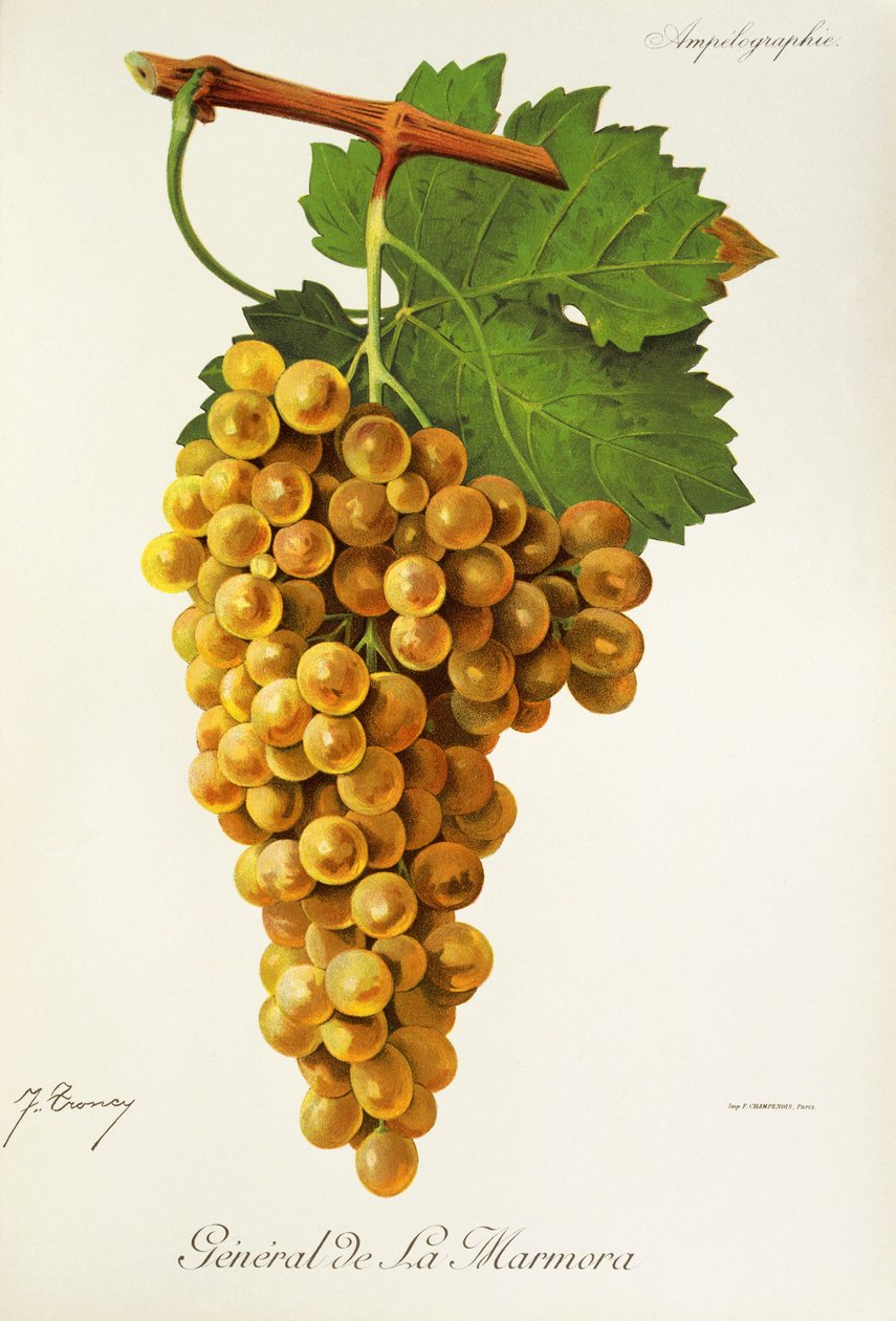 General de la Marmora grape by Jules Troncy