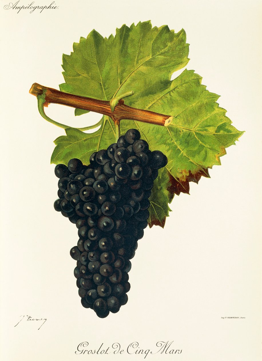 Groslot de Cinq Mars Grape by Jules Troncy