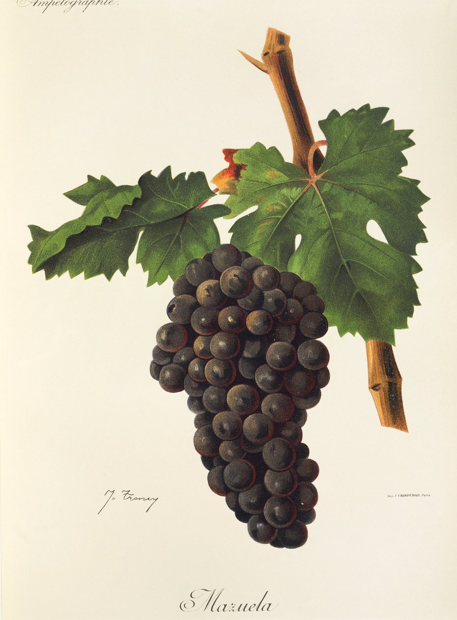 Mazuela grape by Jules Troncy