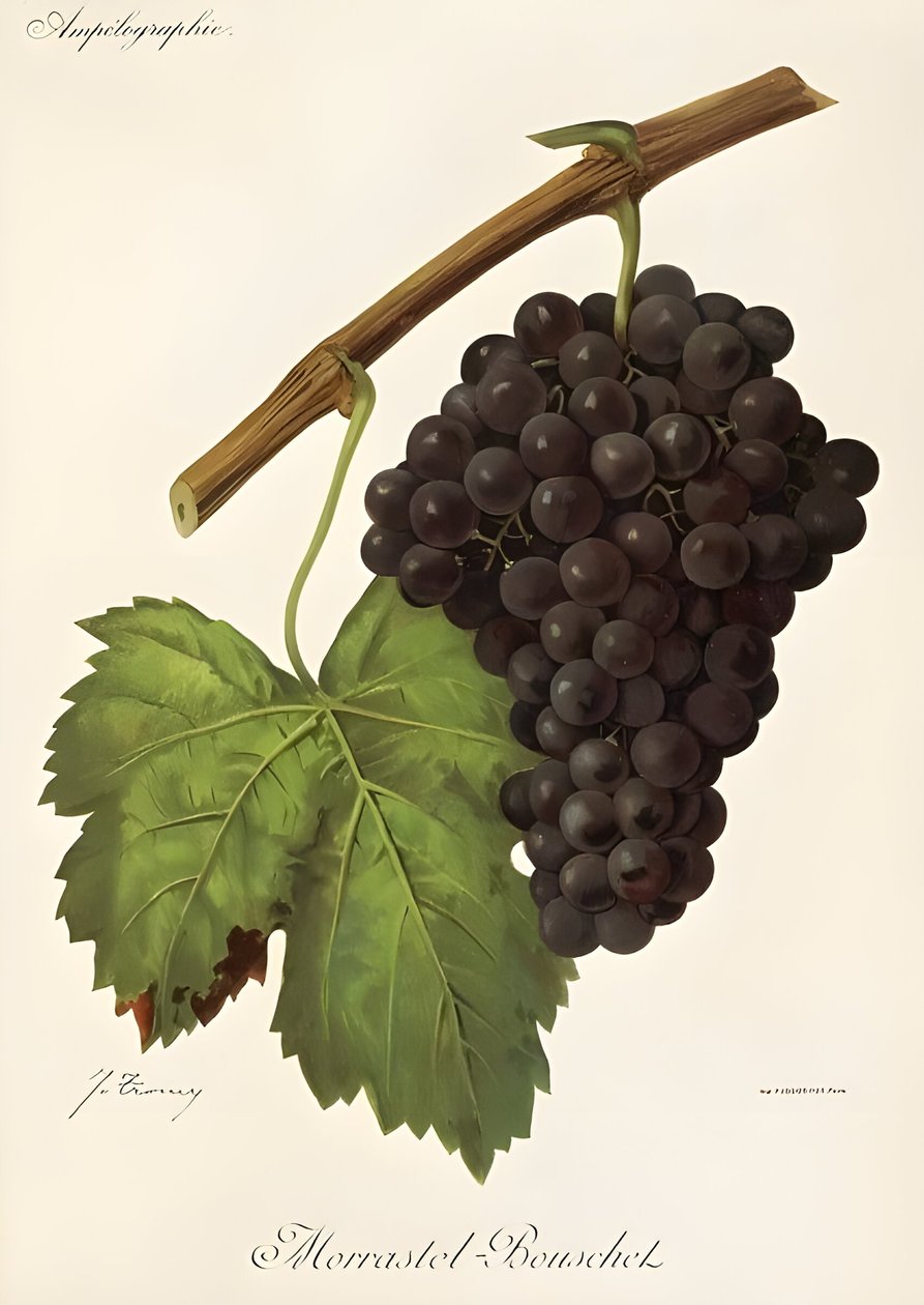 Morrastel Bouschet by Jules Troncy