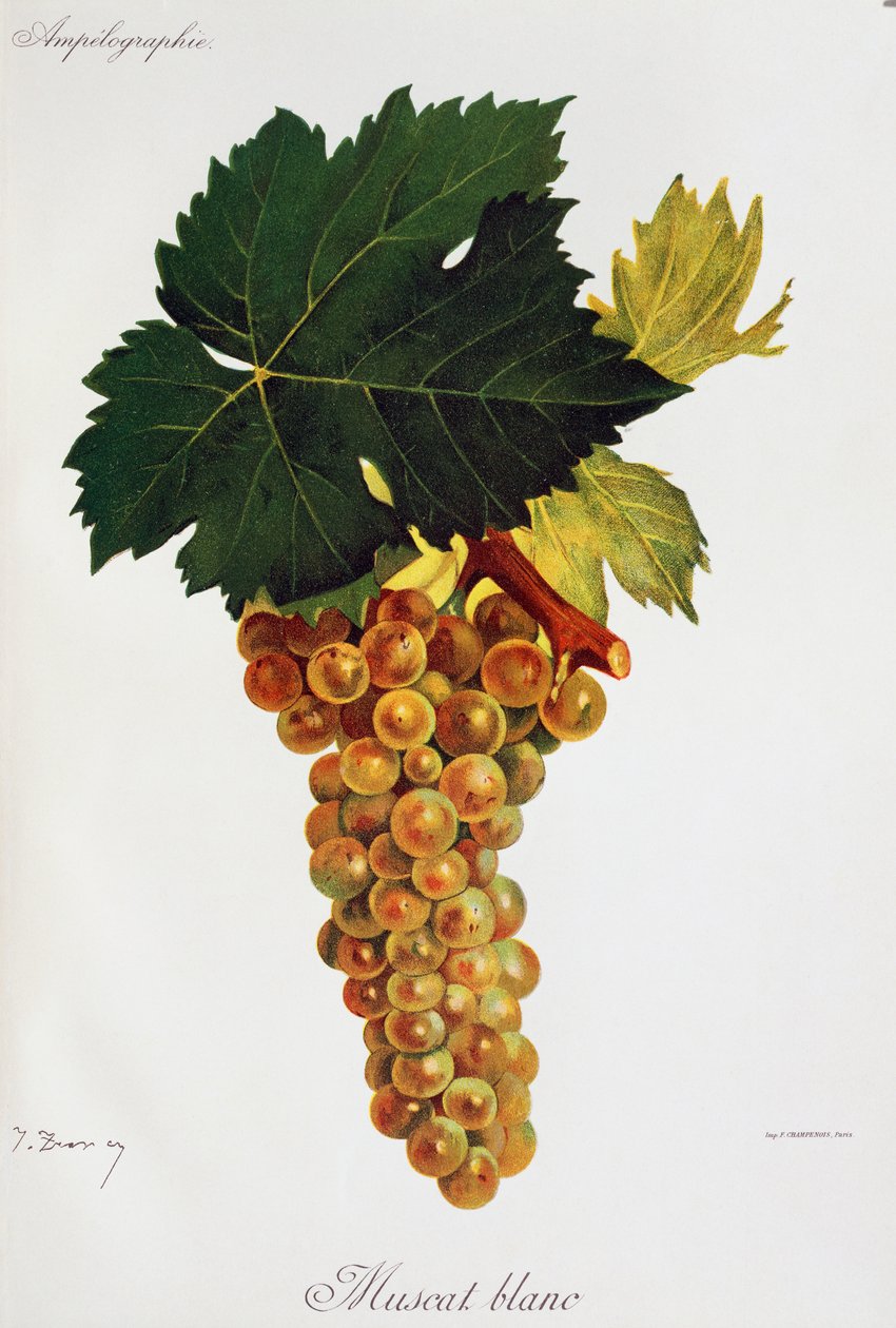 Moscato white grapes from Ampelography, General treaty of viticulture, vol III by Jules Troncy