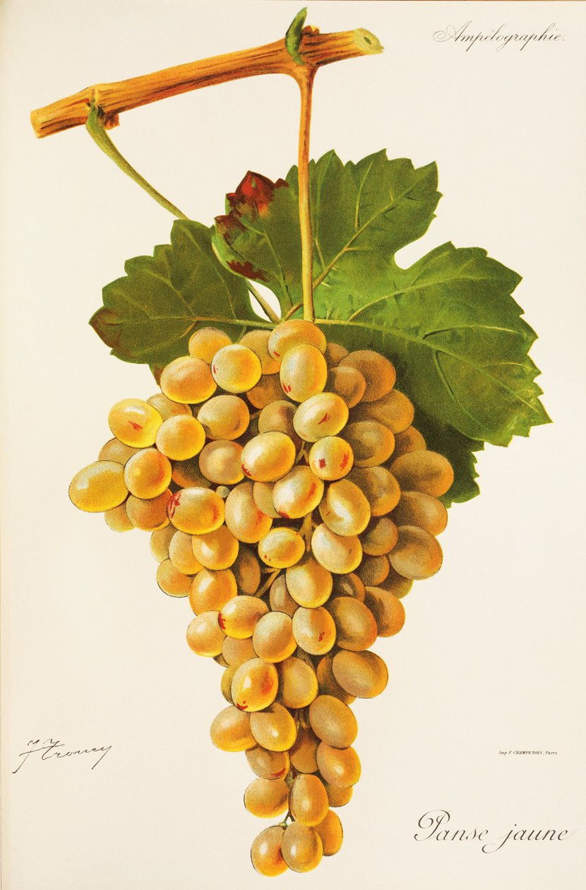 Panse Jaune Grape by Jules Troncy