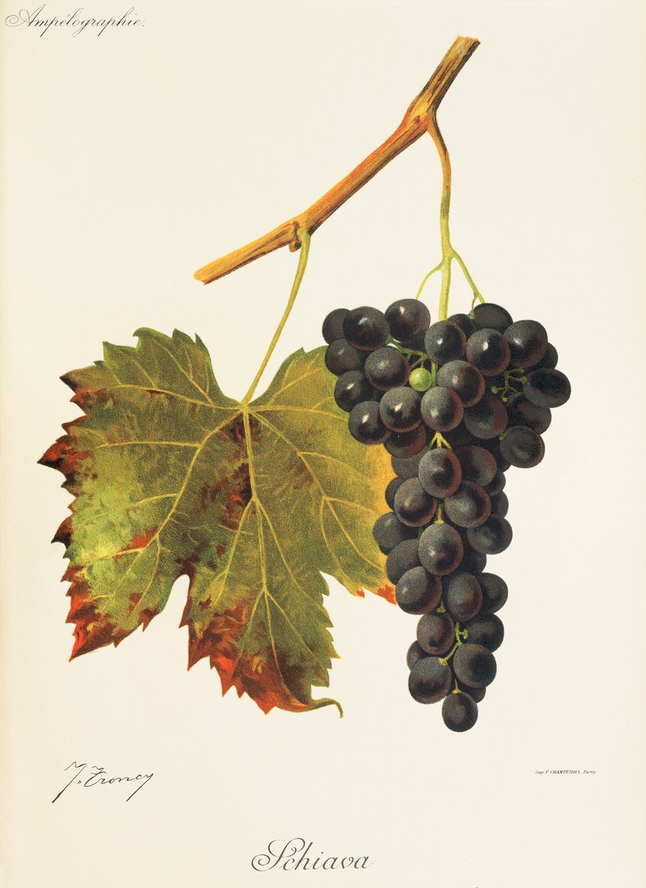 Schiava Grape by Jules Troncy