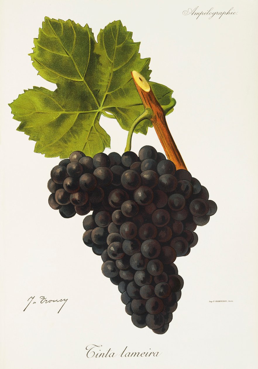 Tinta Lameira Grape by Jules Troncy