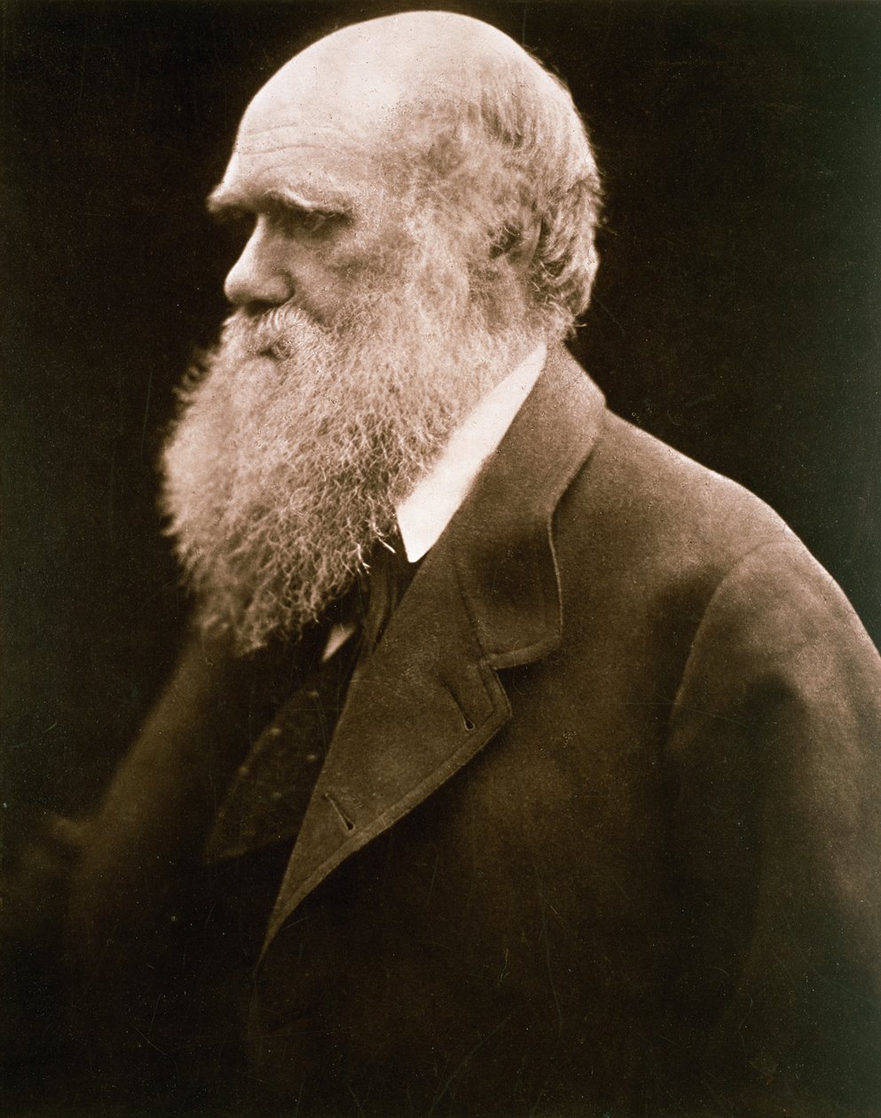 Charles Darwin, c.1870 by Julia Margaret Cameron