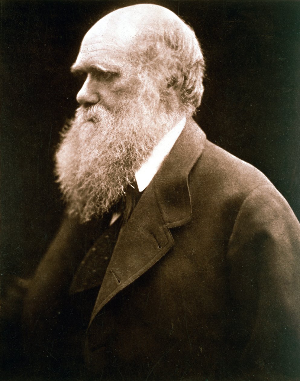 Charles Darwin, British naturalist, c1870s by Julia Margaret Cameron