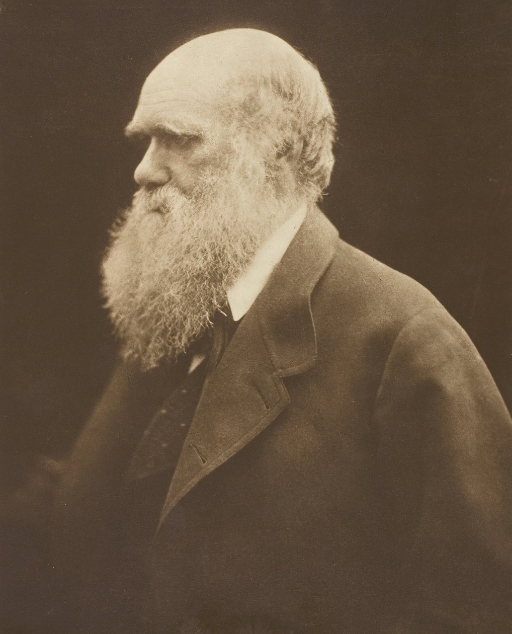 Charles Darwin by Julia Margaret Cameron: Fine art print