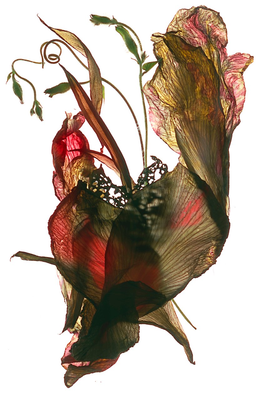 Morning Glory Canna Heart by Julia McLemore