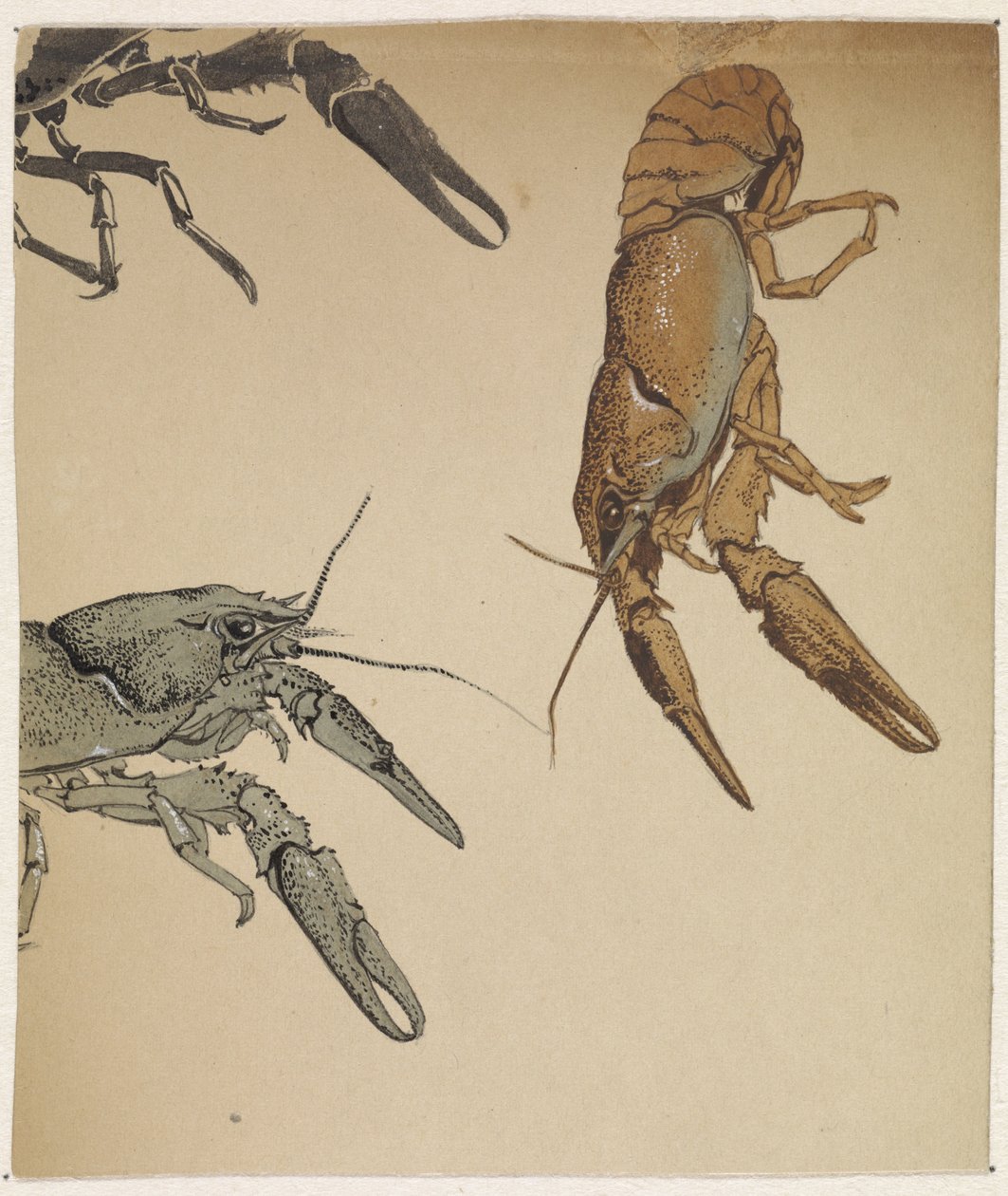 Sketches of Crayfish by Julie de Graag