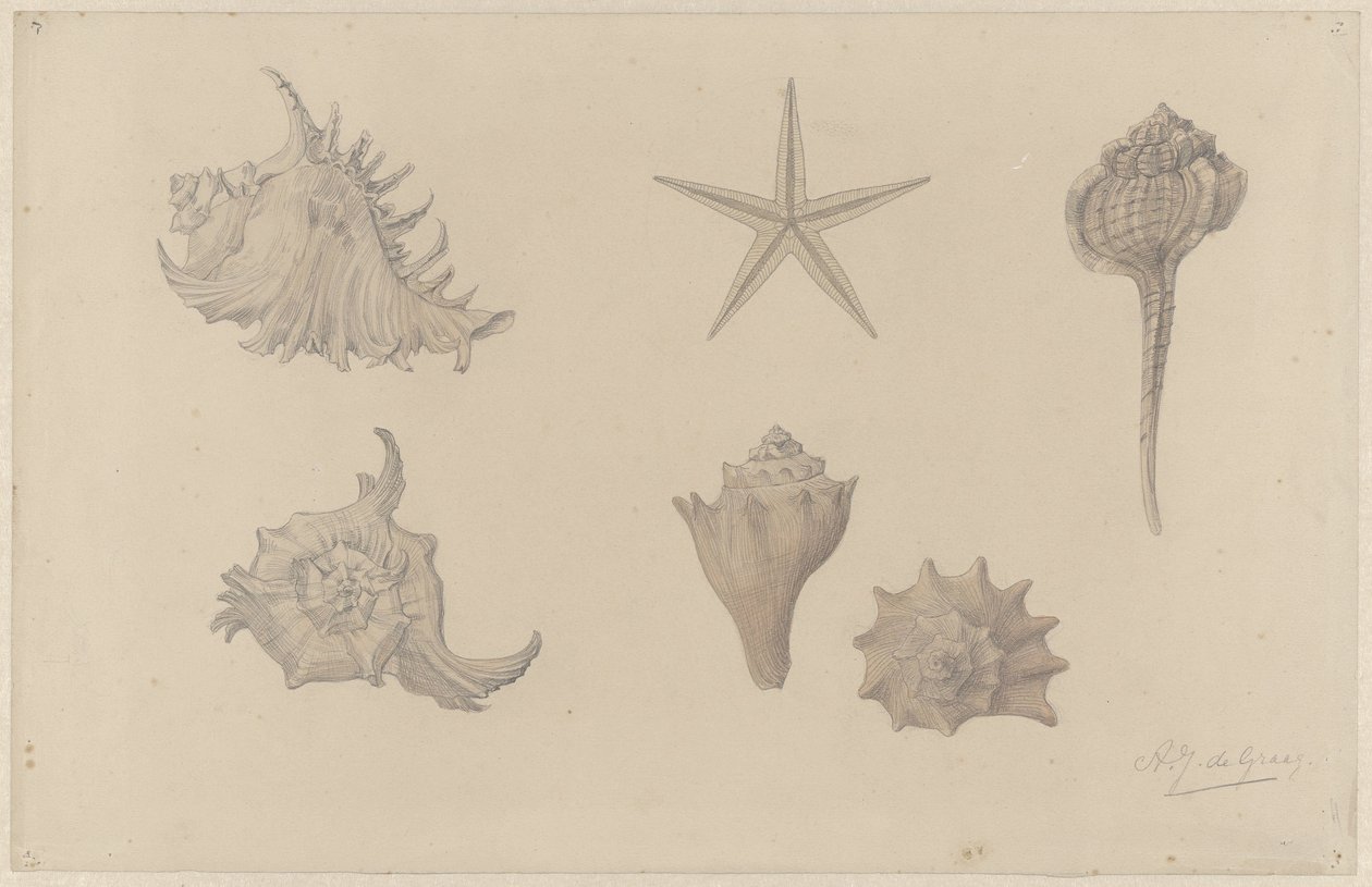 Study Sheet with Shells by Julie de Graag