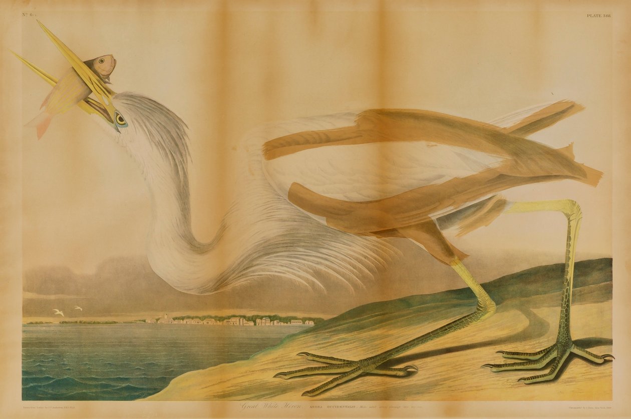 Great White Heron by Julius Bien
