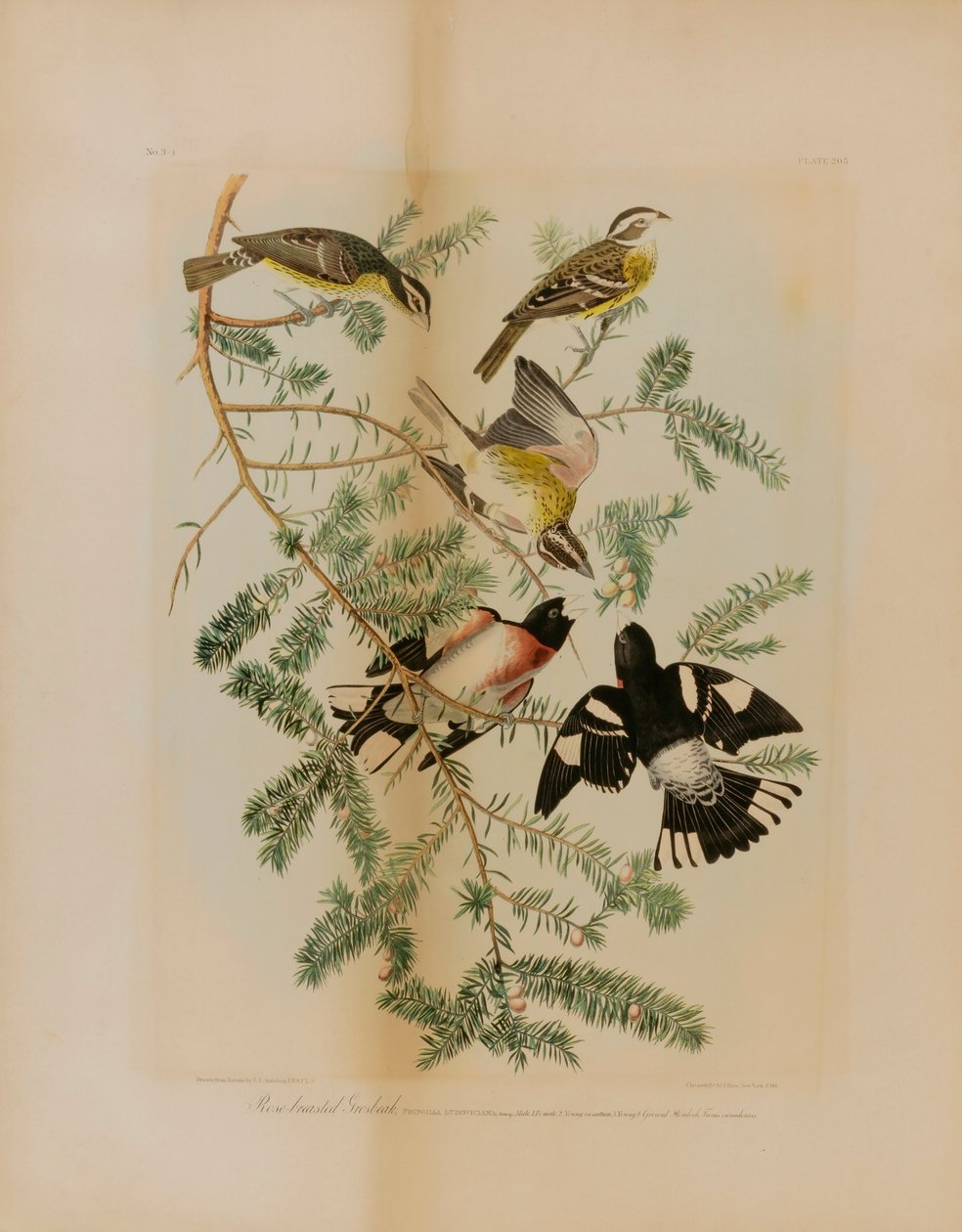 Rose-Breasted Grosbeak by Julius Bien