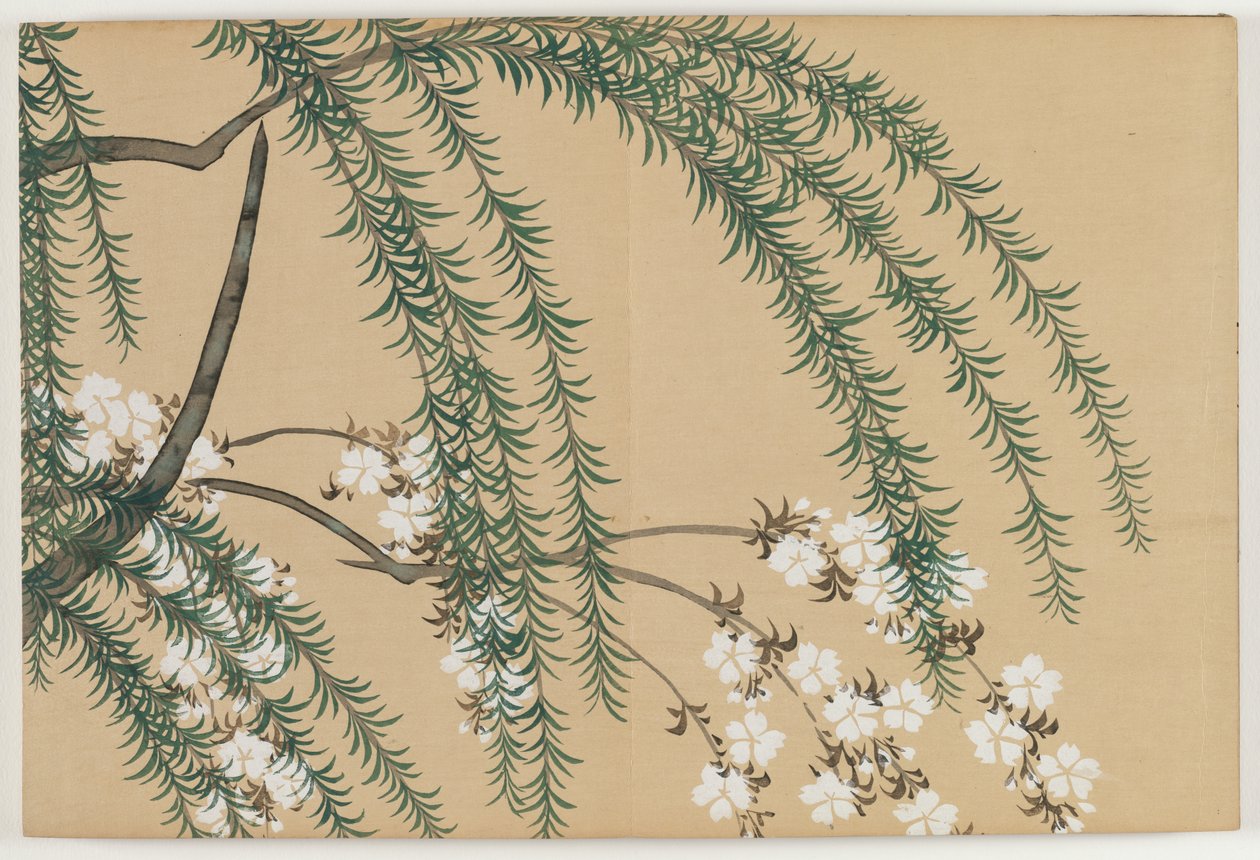 Flowers of a Hundred Worlds (Momoyogusa): Willow and Cherry by Kamisaka Sekka