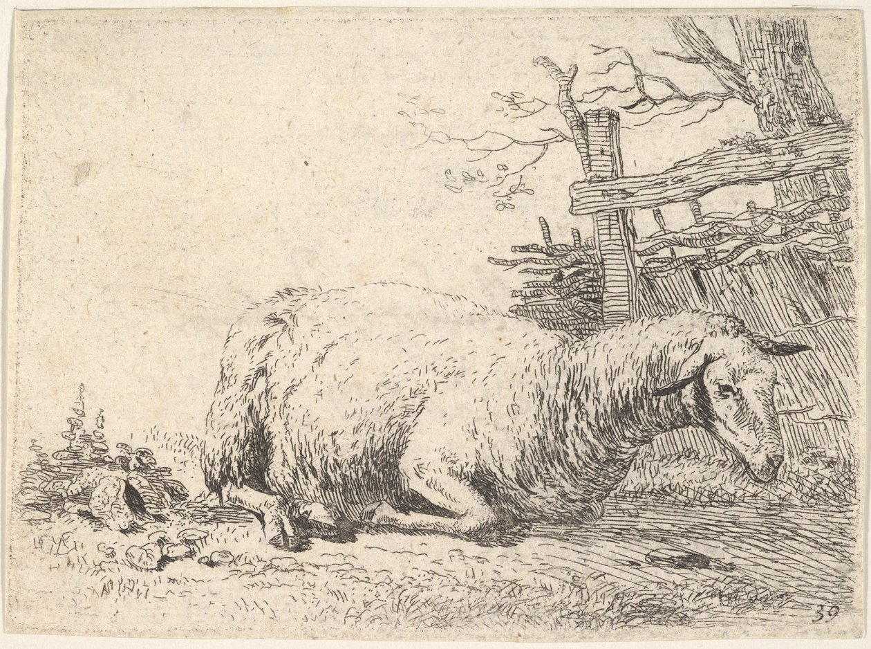 A sheep lying with its legs folded underneath its body next to a wooden fence by Karel Du Jardin
