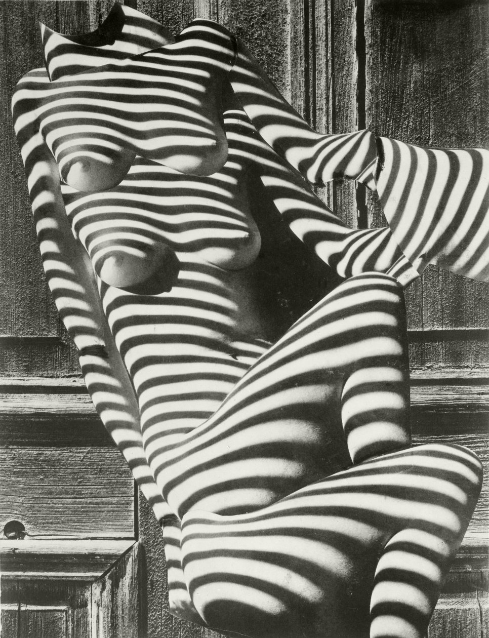 Zebra Ladies by Karel Teige