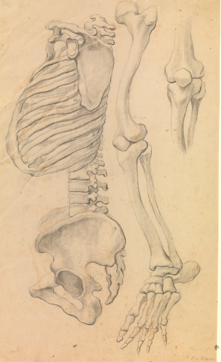Spine with Rib Cage and Pelvis, Profile to the Left; Also Bones of a Left Leg from Hip to Toe and Detail of a Knee. (1662?) by Karel van III Mander