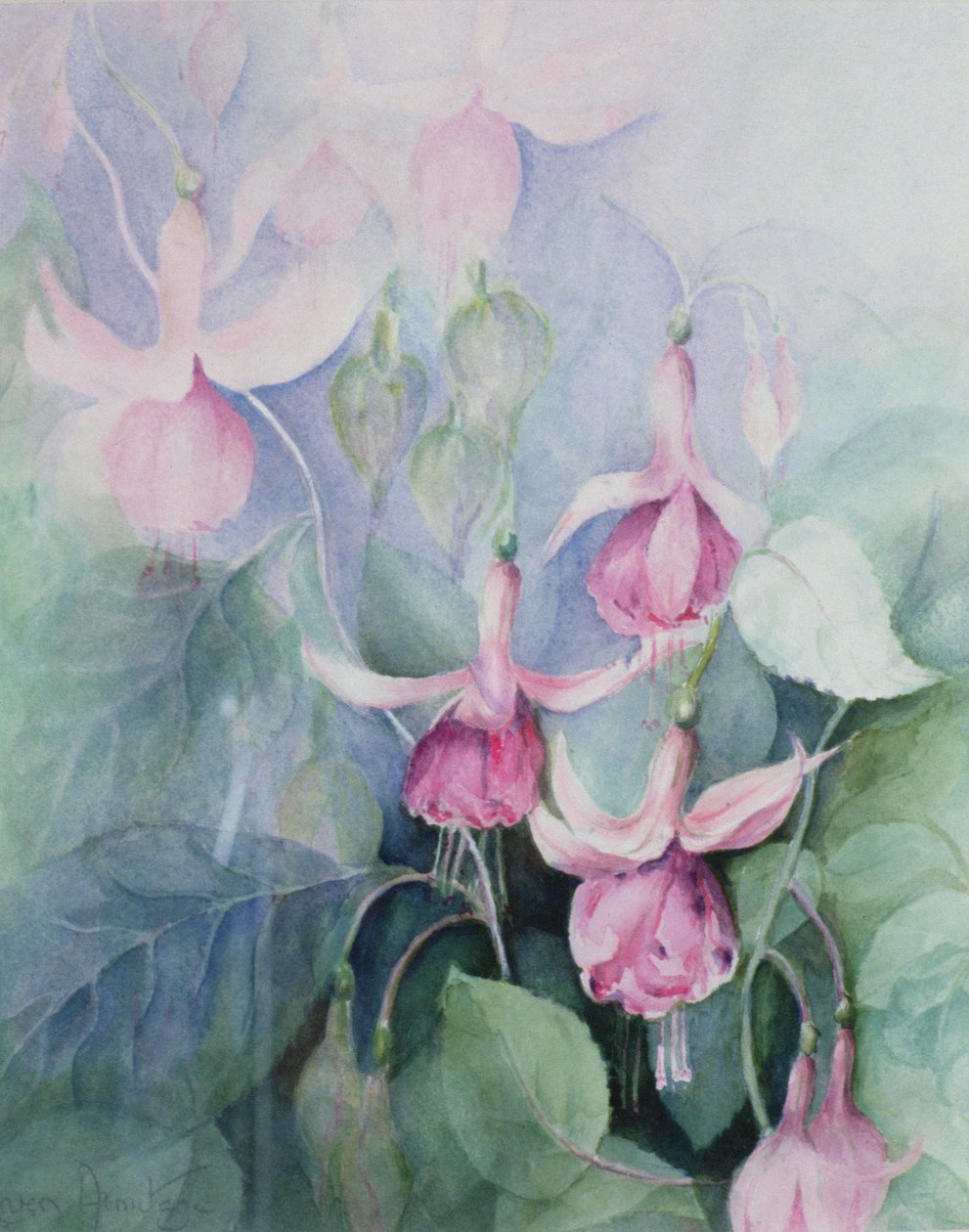 Fuschia, Pink Coachman by Karen Armitage