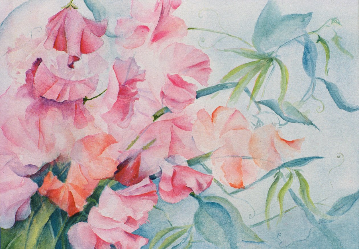 Lathyrus Odoratus, Sweet Pea by Karen Armitage