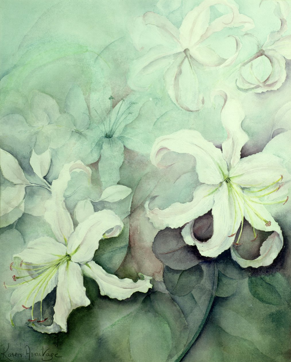 Lilies, White Auratum by Karen Armitage