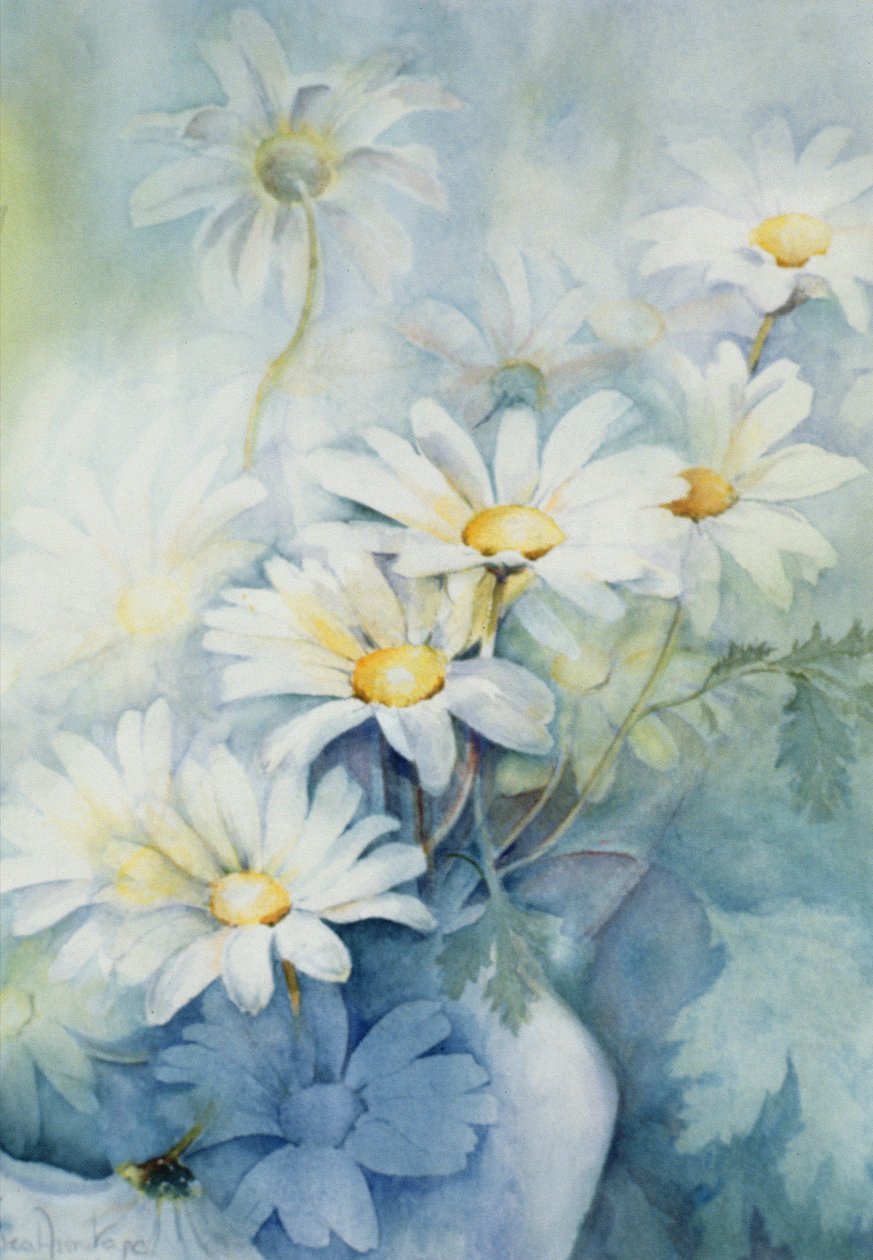 Marguerites, Alexandria by Karen Armitage